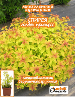 Саженец, Спирея, Голден Принцесс