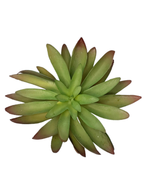 Суккулент 129 темно-зеленый