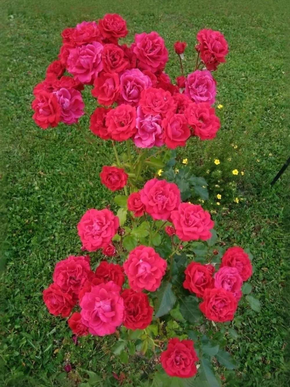 Роза флорибунда Европиана