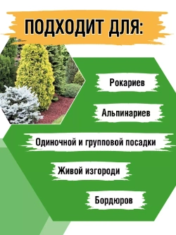 Туя саженец западная Санкист хвойные деревья