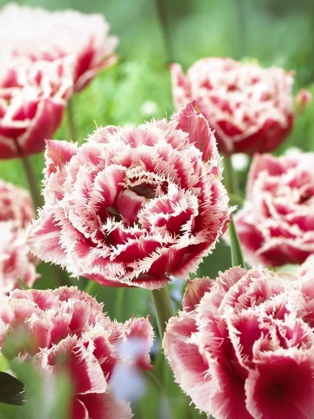 Тюльпан Махрово-бахромчатый Брест