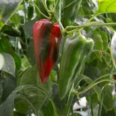 Портека F1 семена перца сладкого (Rijk Zwaan / Райк Цваан)