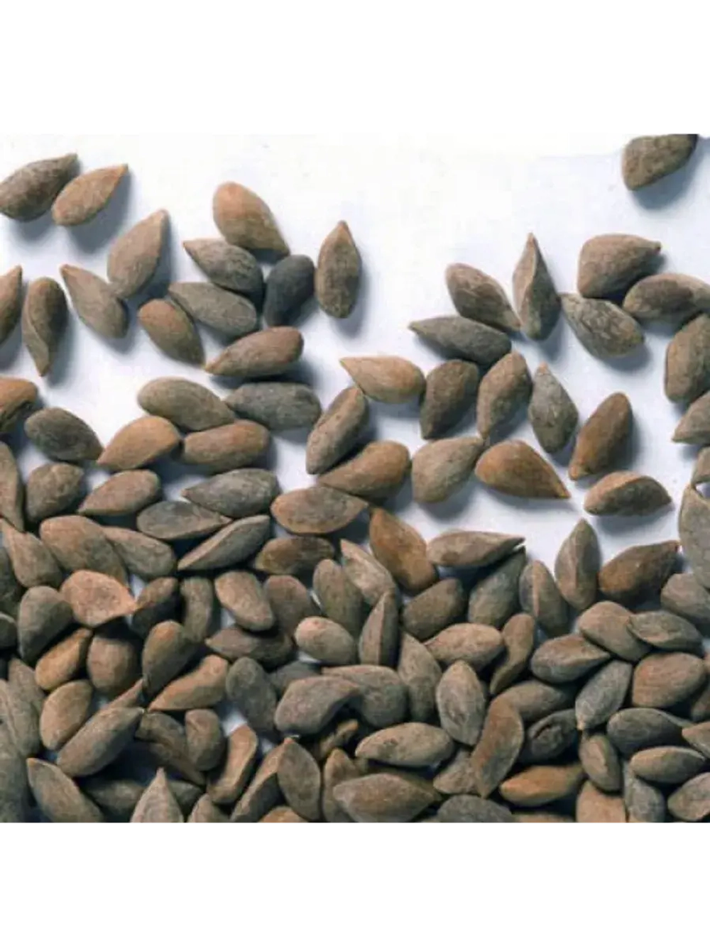 Ель сибирская ,Семена, 20 шт