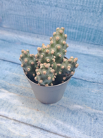 Tephrocactus Molinensis (Тефрокактус)