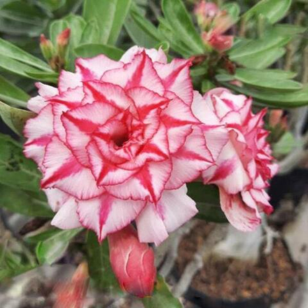 Адениум SOFIA