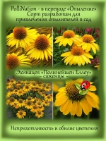 Эхинацея Полинейшен Еллоу многолетник