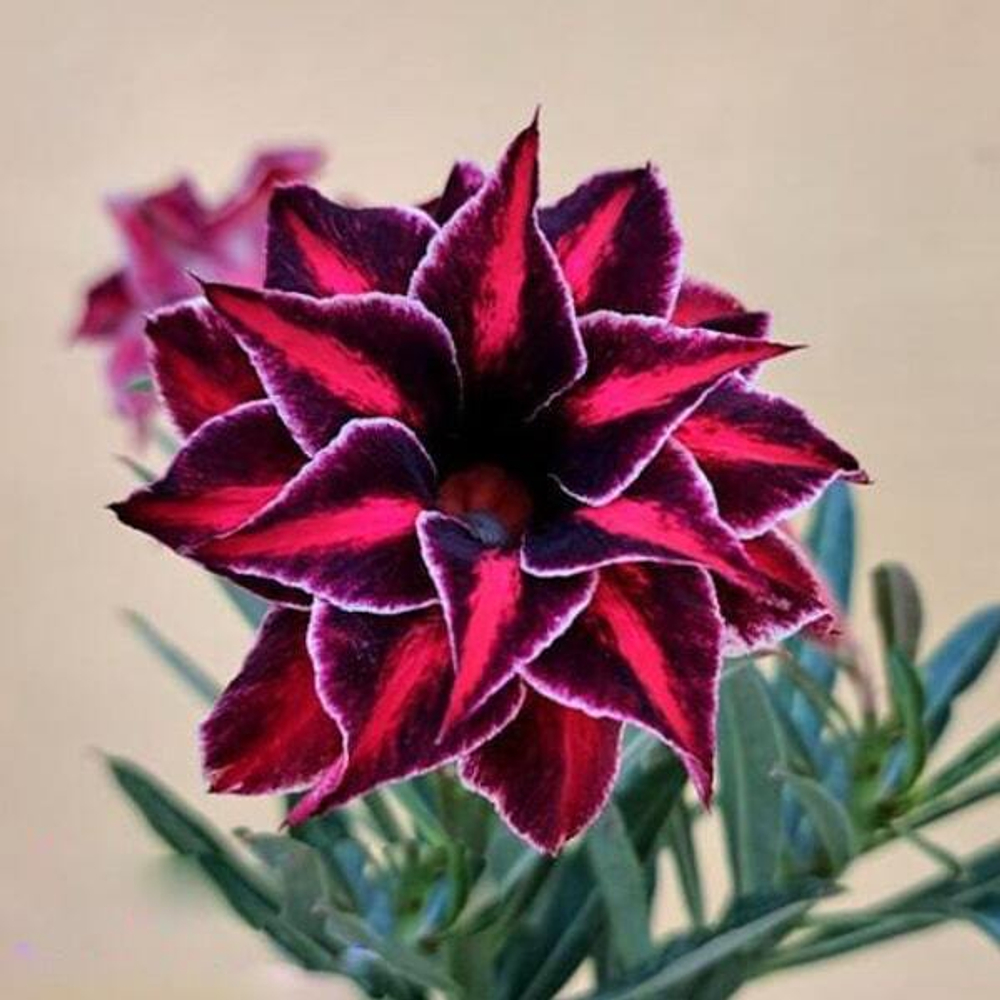 Адениум CANDRAMAYA