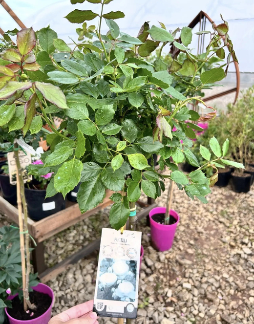 Роза Пастелла штамб 90-100 см наличие