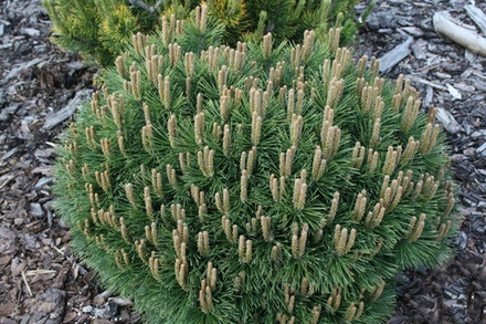 Сосна горная Hnizdo (Гнездо) 33 см