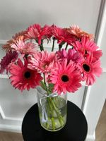 Гербера в розовом оттенке от 25 шт