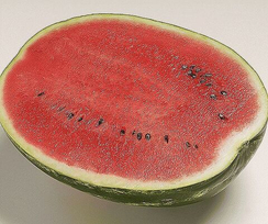 ТОП ГАН F1 семена арбуза (Syngenta | Alexagro)