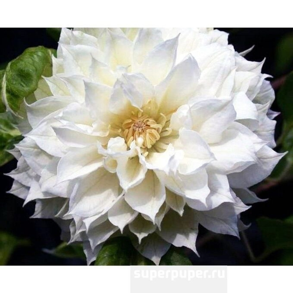 Клематис Dutches of Edinburg (Дачес оф Эдинбург) Стандарт поставки Р9