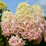 Скайфол "Skyfall" С5