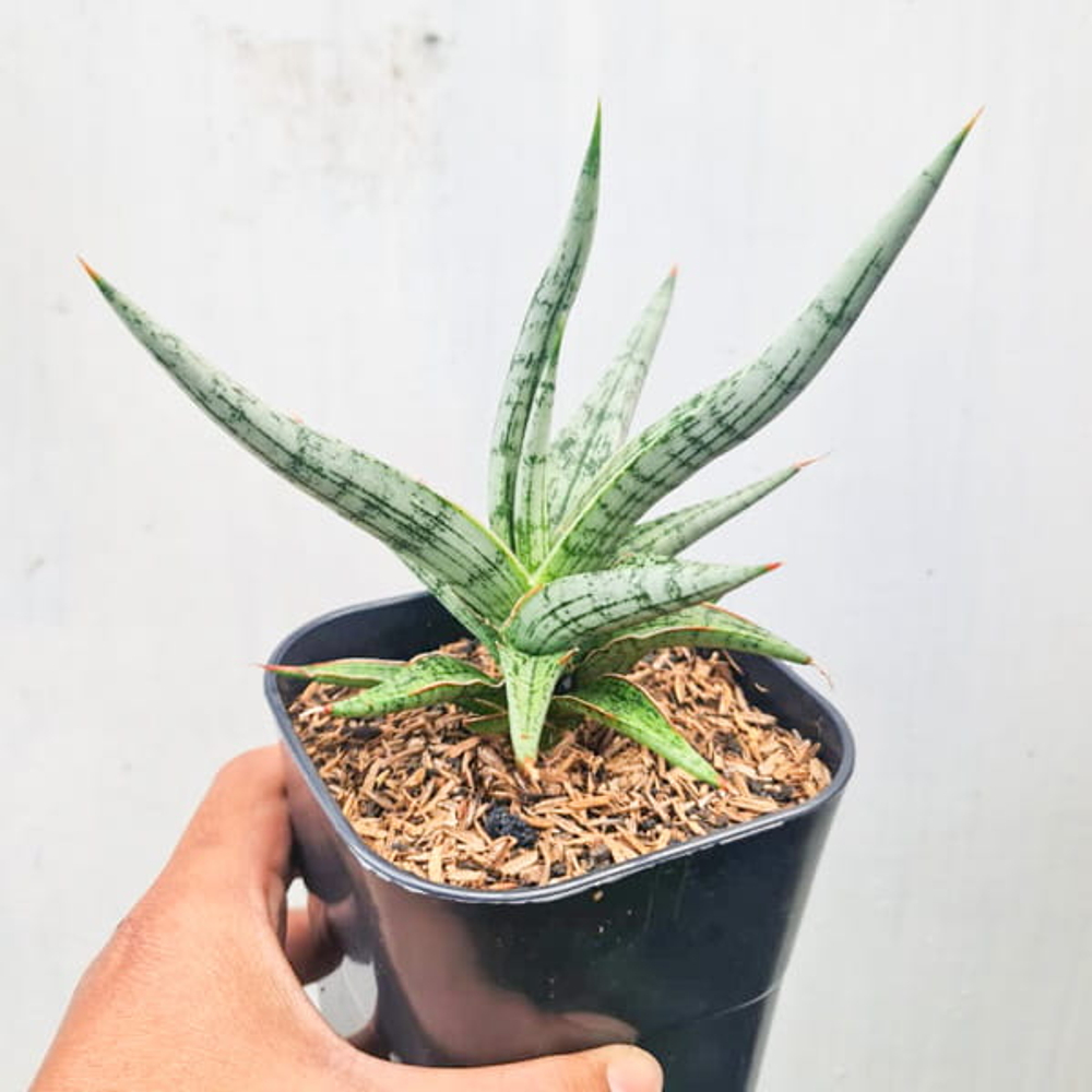 Сансевиерия MANDALICA