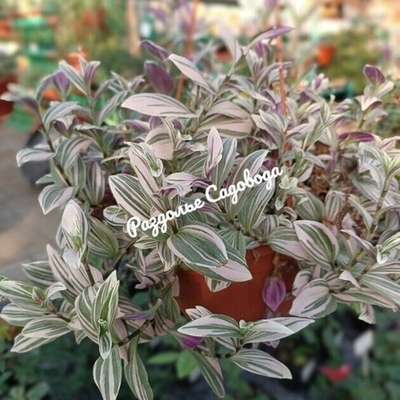 Традесканция Лилак