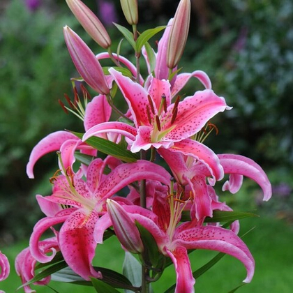 Лилия Меро Стар восточная 1шт