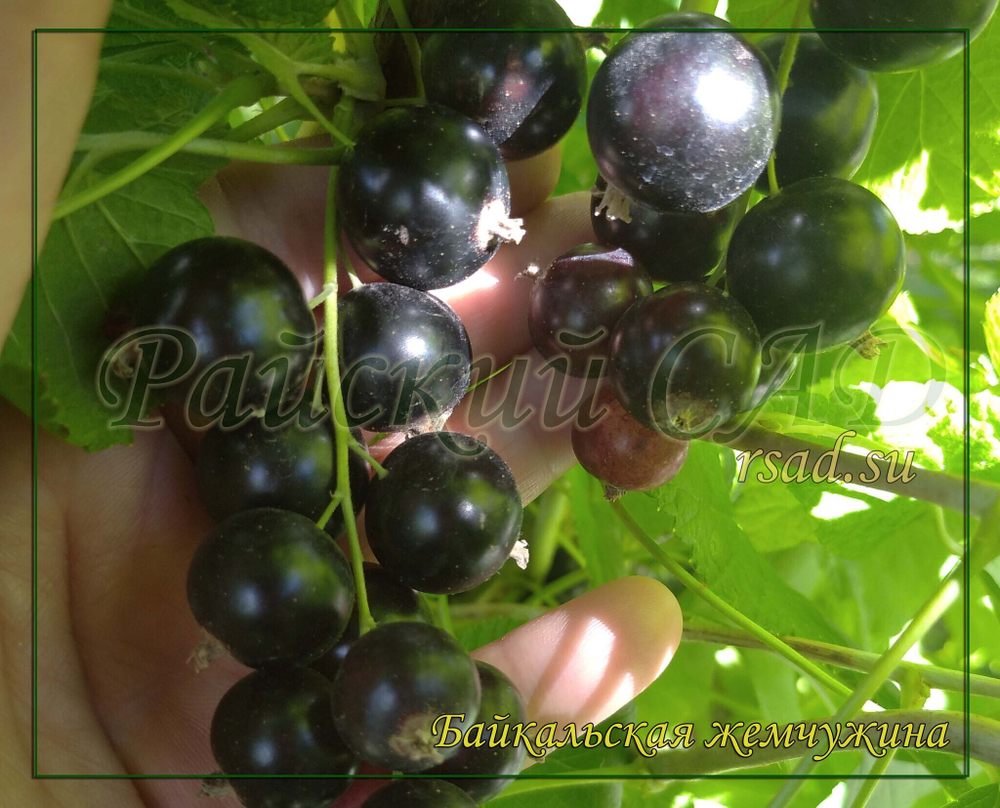 Смородина черная Байкальская жемчужина