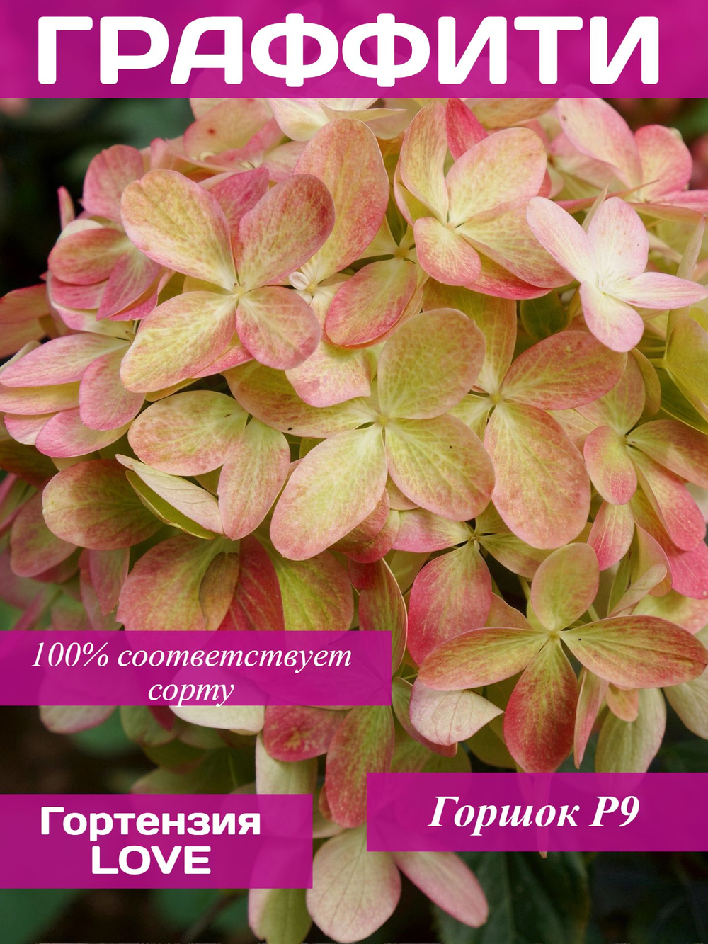 Гортензия метельчатая Граффити Р9