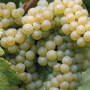 Лоурейро, Лоурейру, (Loureiro, Loureira) - белый сорт винограда