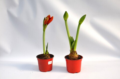 Амарилис д. 12 СП