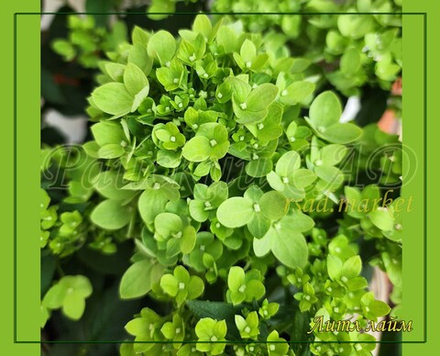 Гортензия метельчатая Литл Лайм- маленький лайм (Hydrangea paniculata `Little Lime`)