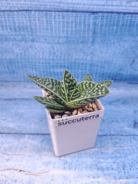 Gasteraloe Aveo (Гастерлоэ)