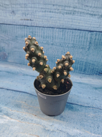 Tephrocactus Molinensis (Тефрокактус)