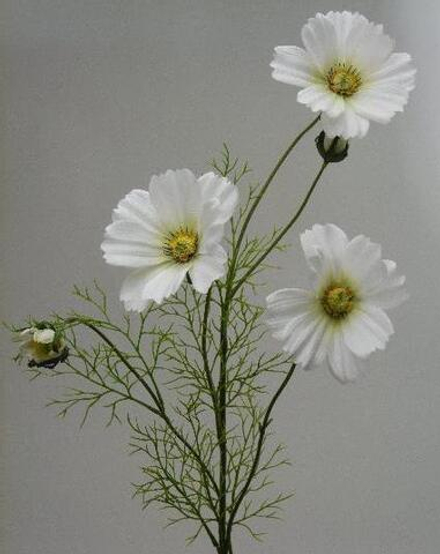 Космея кремово-желтая