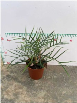 Филодендрон Christmas tree д.12