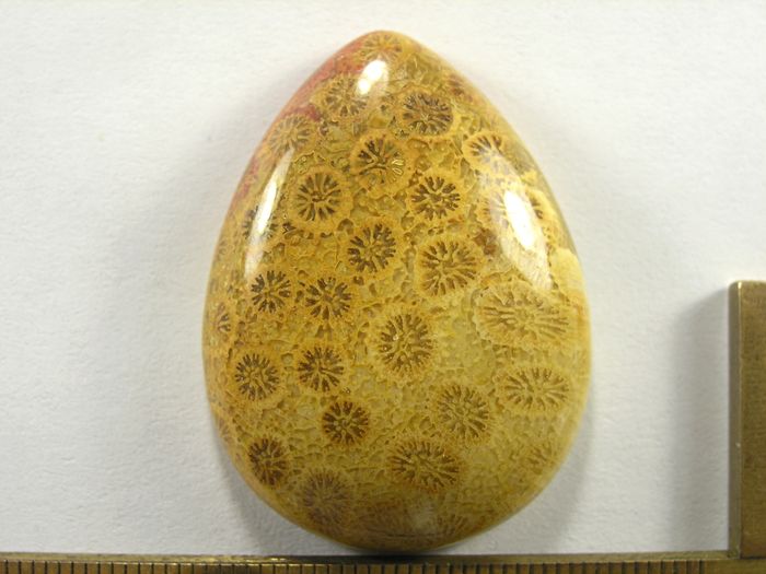 Кабошон коралла окаменелого, капля, 40x30x9 мм (3)
