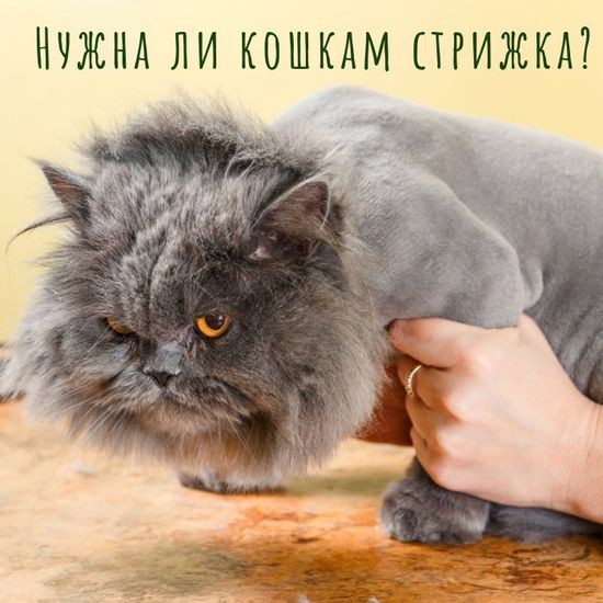 Нужно ли стричь кошек в жару?