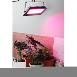 Фитопрожектор для растений светодиодный ЭРА FITO-100W-RB-LED для цветения и плодоношения красно-синего спектра 100 Вт