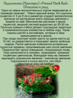 Подснежник Пинвил Дарк Ред Шейдес красный