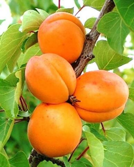 Абрикос Алеша