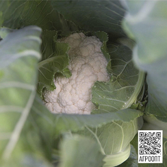 Альтамира F1 семена капусты цветной (Bejo / Бейо)