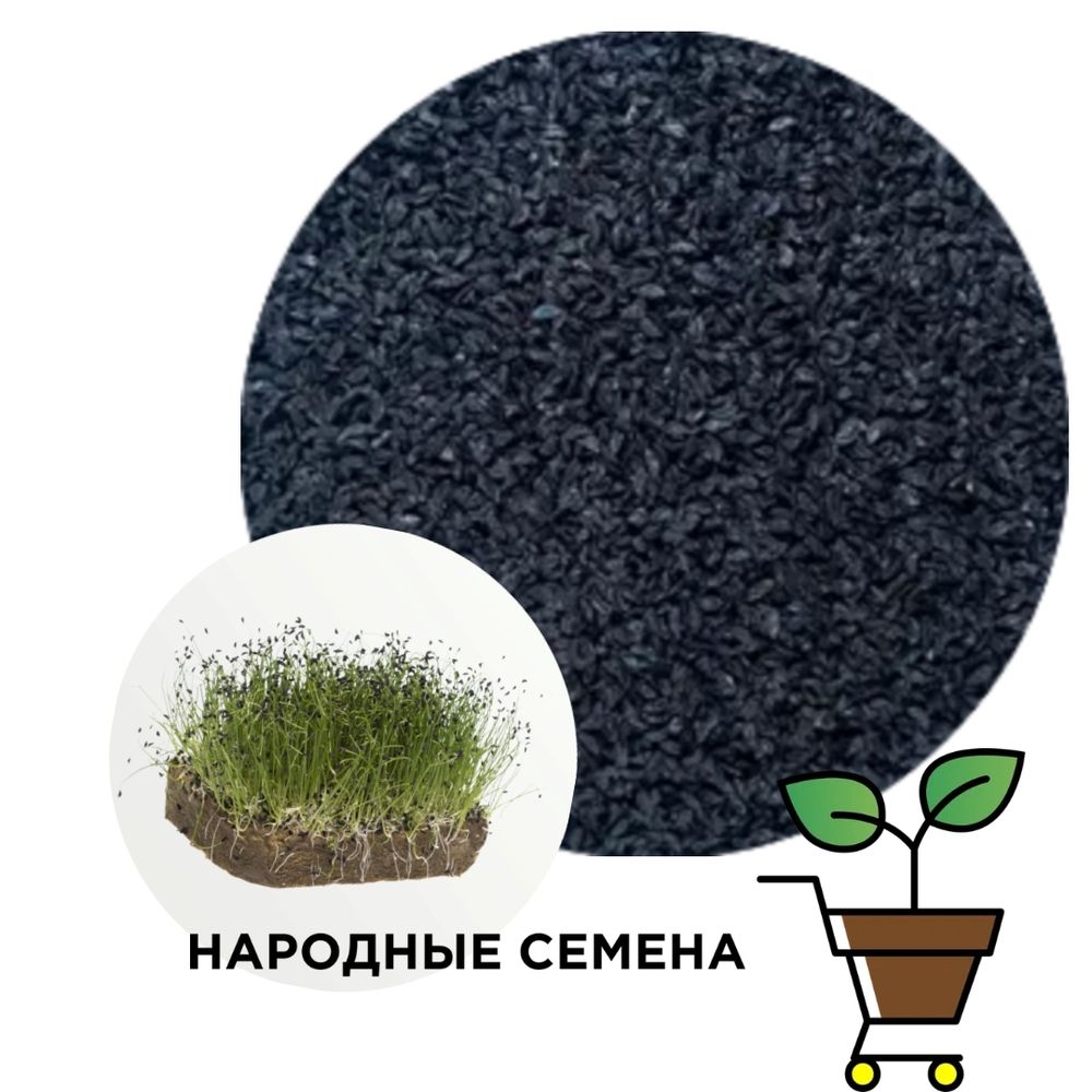 Лук шнитт семена