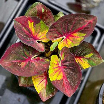 Каладиум PHUTTA KHUN