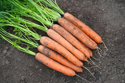 Нарита F1 семена моркови нантской (Bejo)