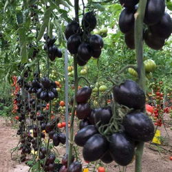 Томат Дип Пепл F1 3шт ВитаГрин ЭКСТРА