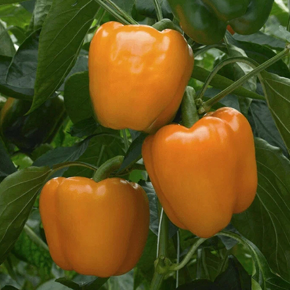 Магно F1 семена перца сладкого (Enza Zaden / ALEXAGRO) культура – фото 2