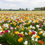 Фрезия простая — микс цветов — пора высаживать