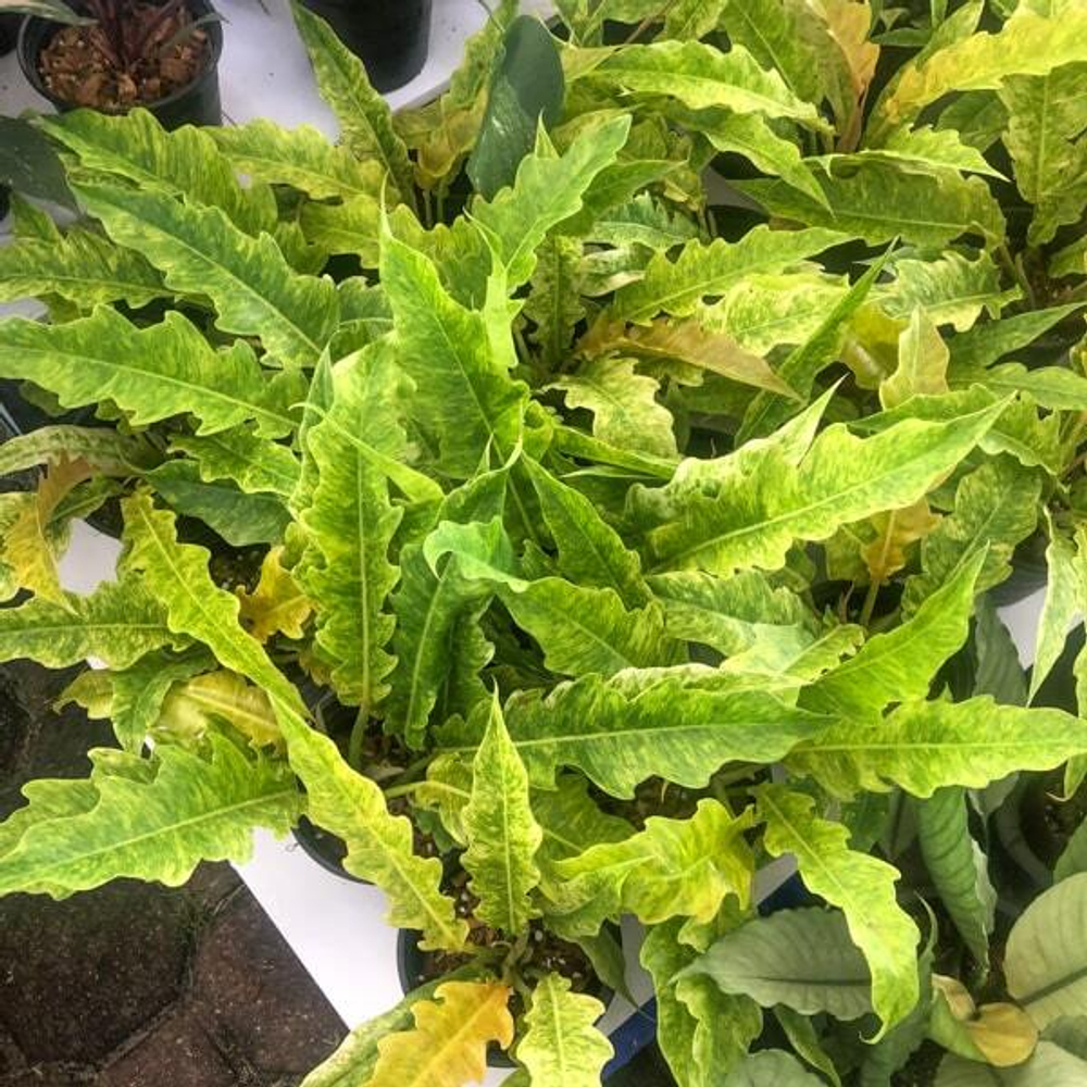 Филодендрон GOLDEN SERRATUM MARBLE