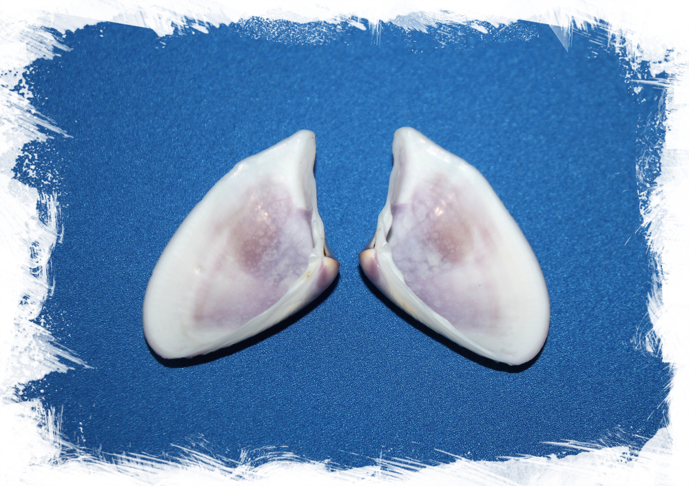 Донакс сетосум (Donax setosum)