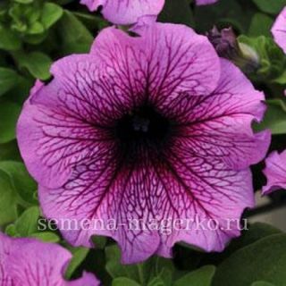 Петуния крупноцветковая Дэдди Шугар F1  100 драже