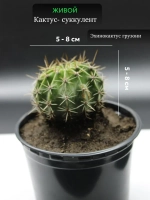 Кактус живой эхинопсис средний D 5-8 см.