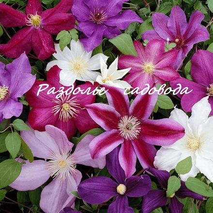 Вьющиеся растения