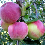 Яблоня осенняя Уэлси (3 летняя) п/карл.подвой ЗКС