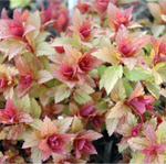 Спирея японская Спарклинг Шампань С5 40-60