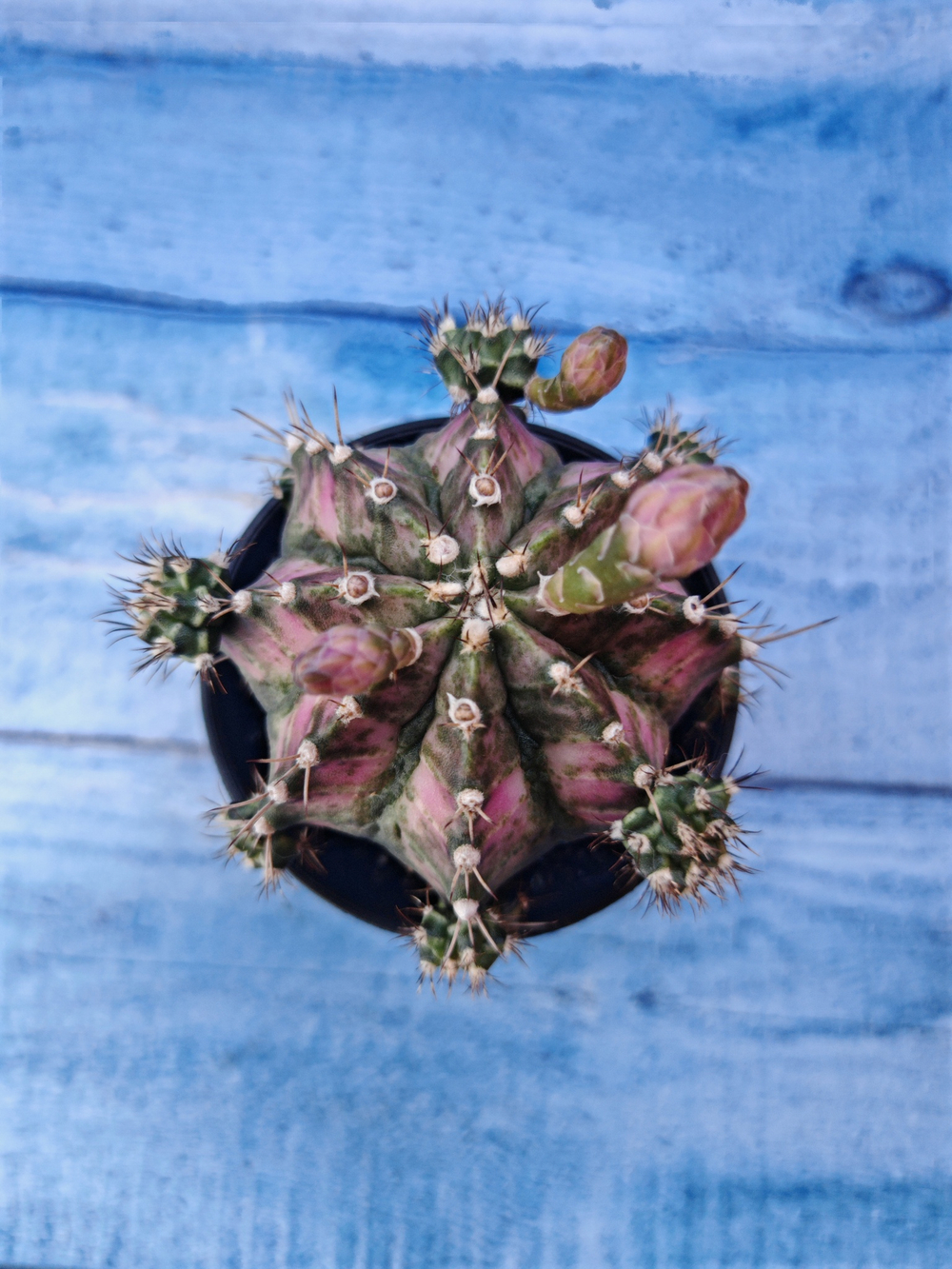 Gymnocalycium T-Rex Pink hybride (Гимнокалициум T-rex)