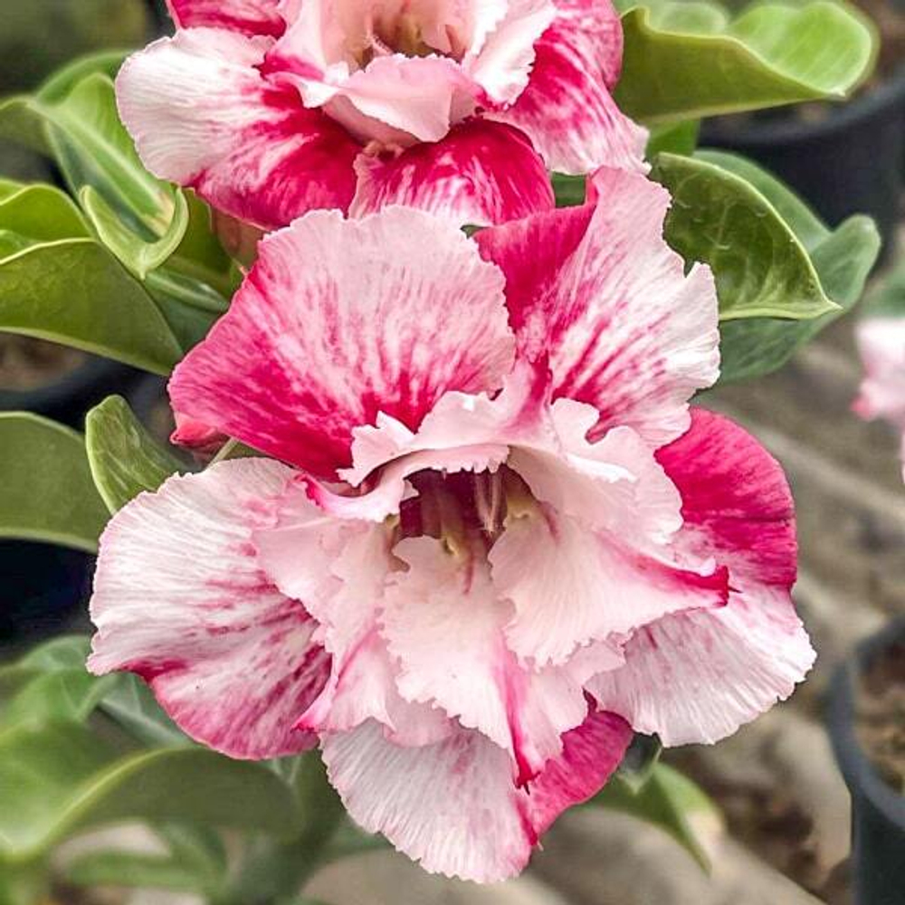 Адениум YOGURT